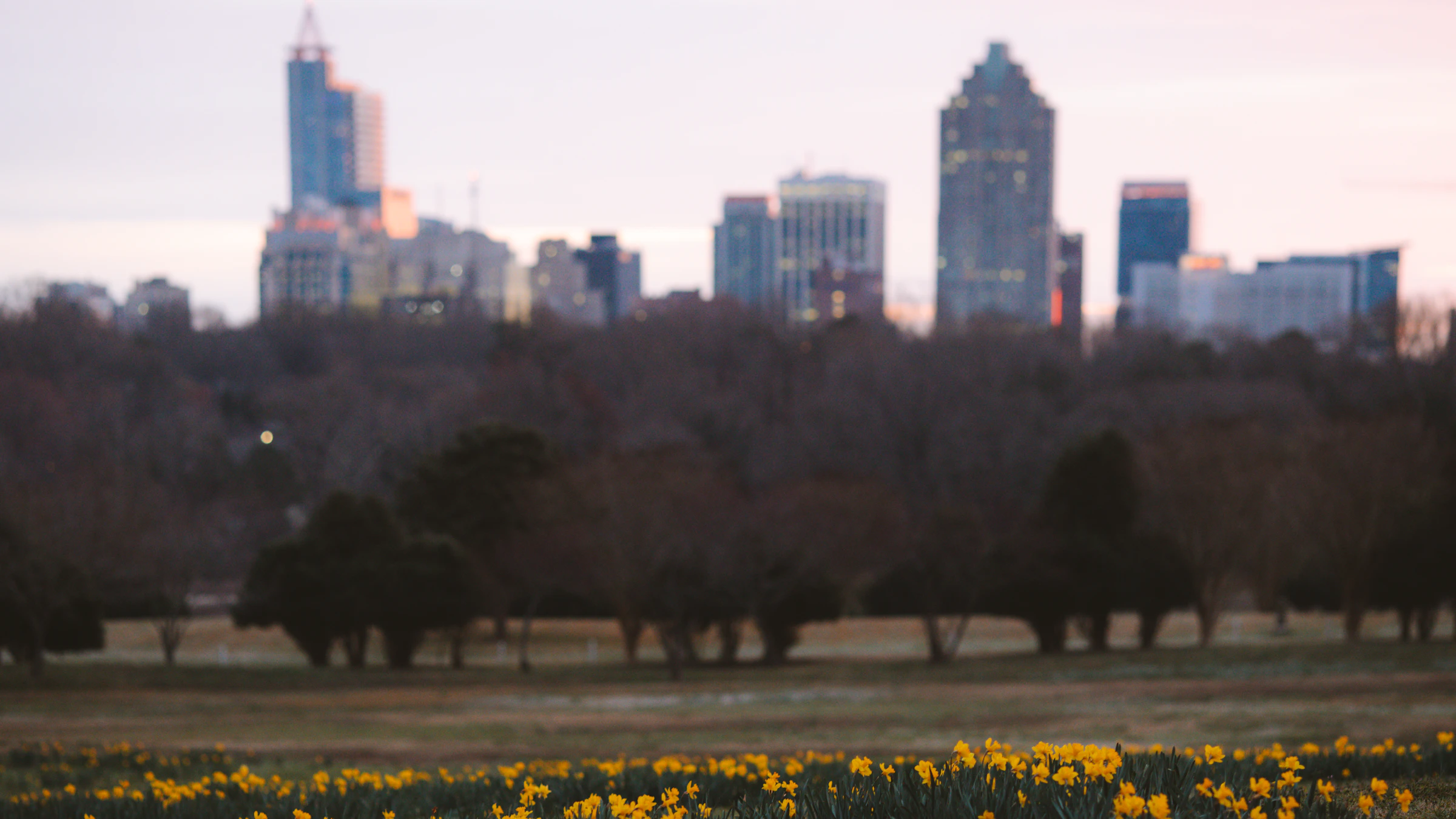 Downtown Raleigh at dusk, a dozen towers soft against a pink sky beyond a park, daffodils in the foreground.